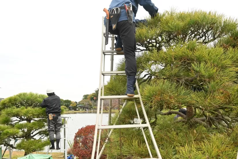 剪定しないとどうなる？造園における剪定の目的や種類をご紹介