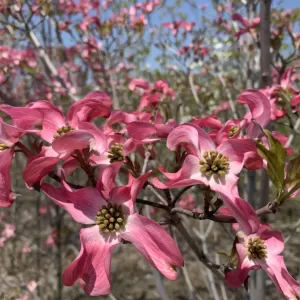 花水木のサムネイル