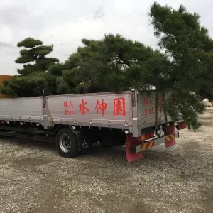 植木の運送のサムネイル