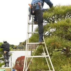 剪定しないとどうなる？造園における剪定の目的や種類をご紹介のサムネイル